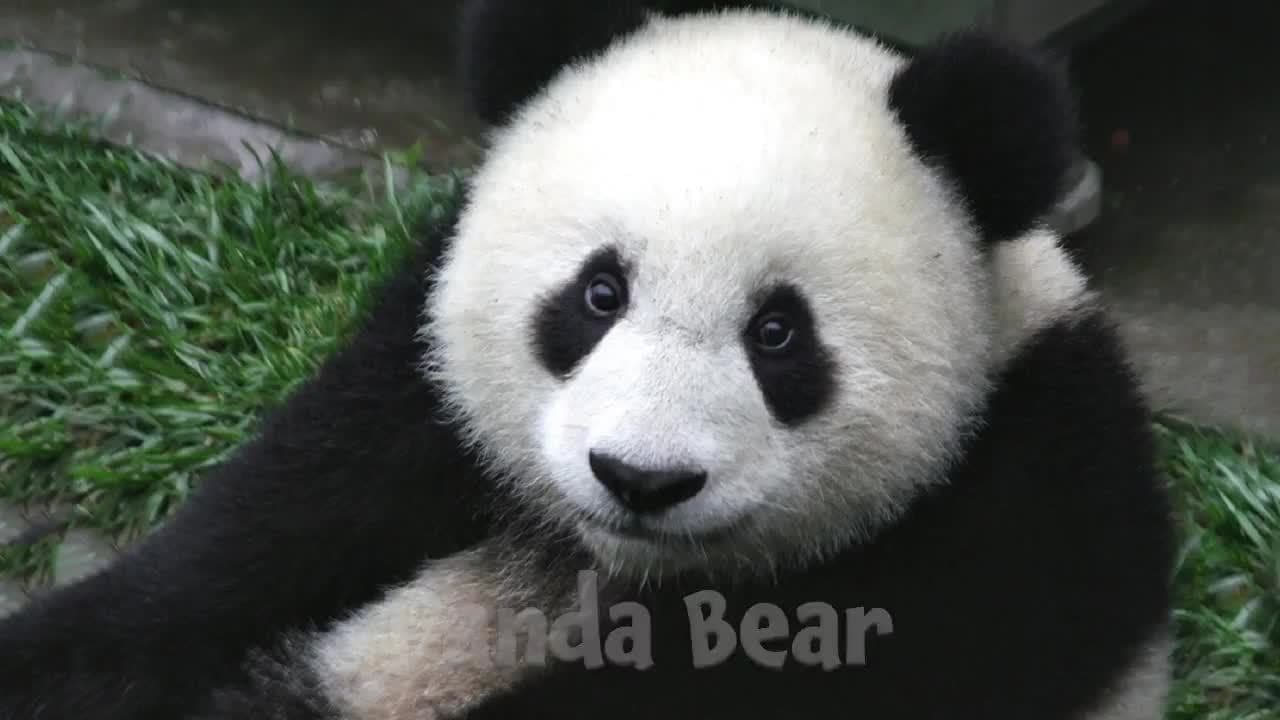 Bears!  Learn about Bears for Kids