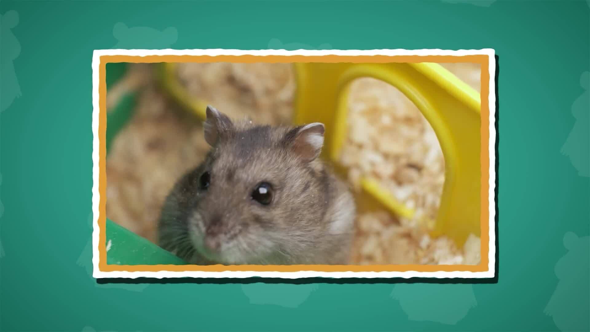 I WONDER - Why Are Hamsters Lazy?