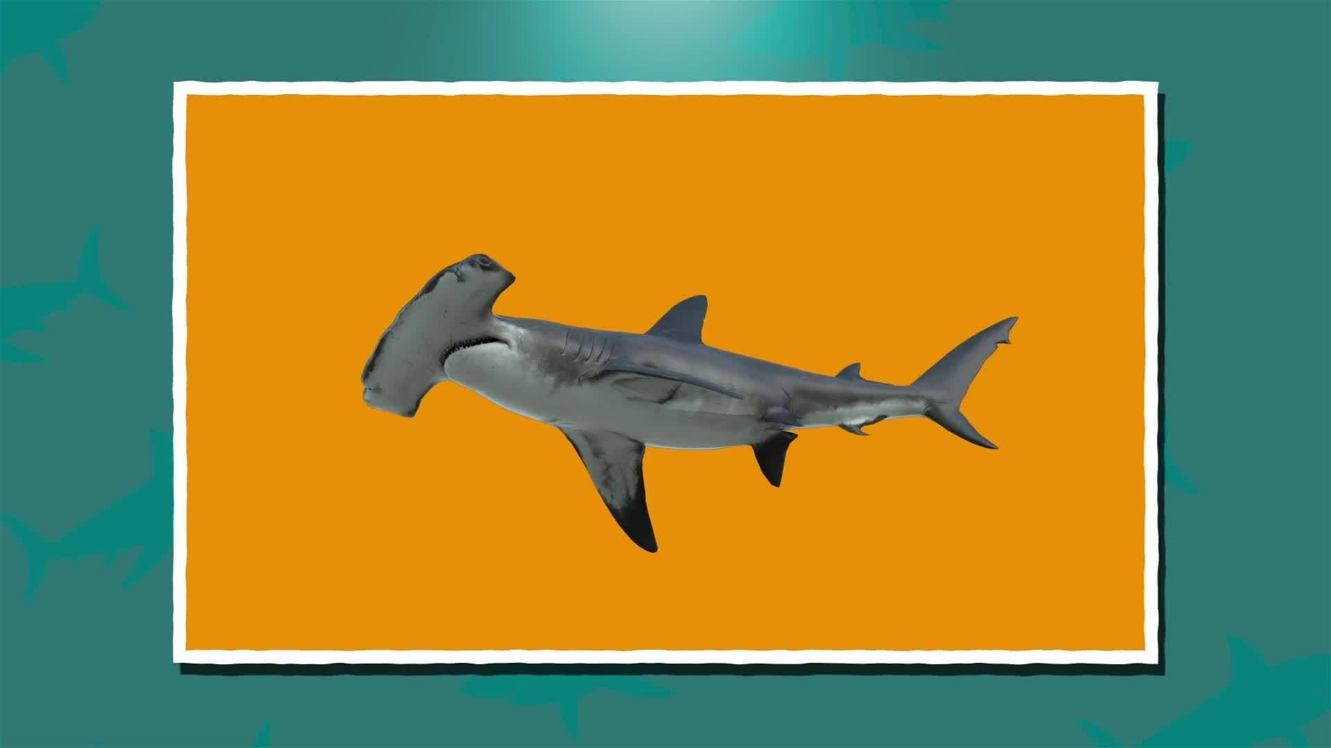 I WONDER - What Is A Hammer Head Shark?