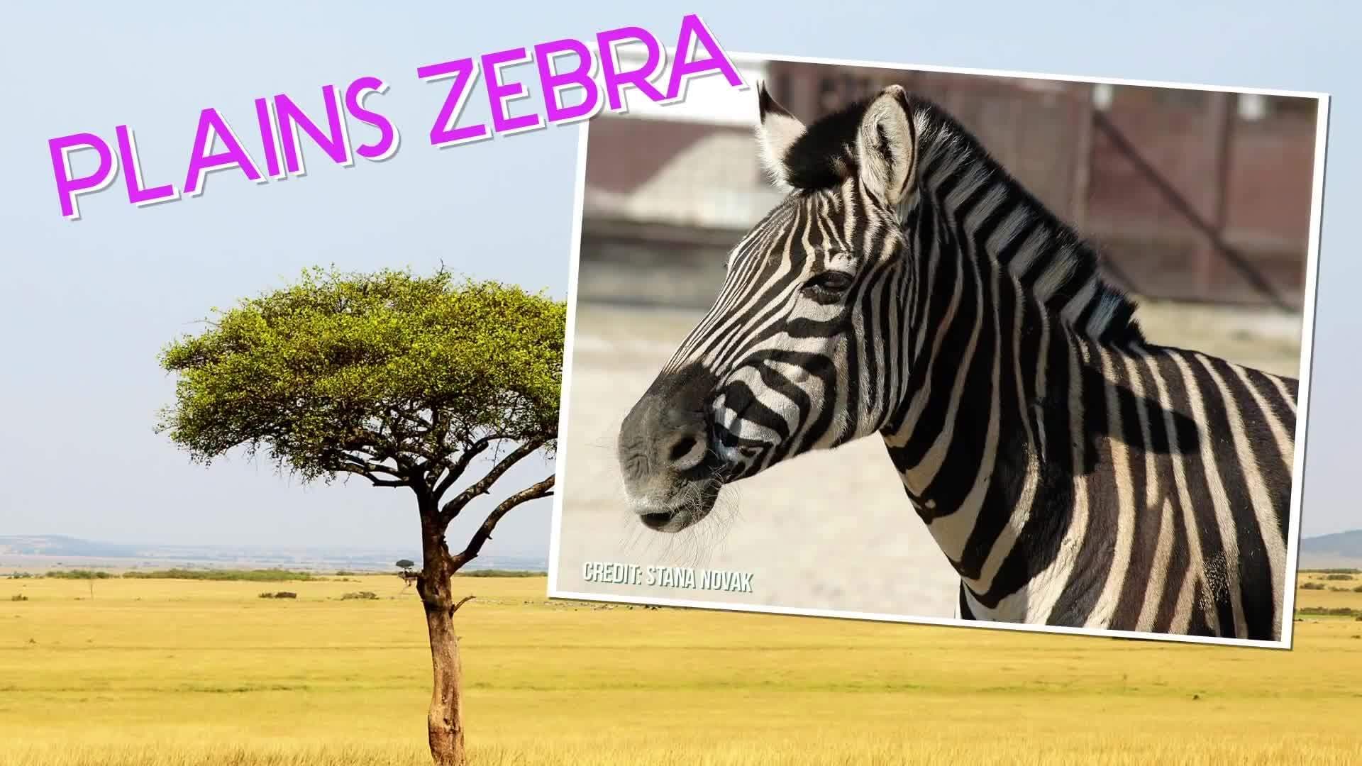 Why Do Zebras Have Stripes? Animal Science for Kids