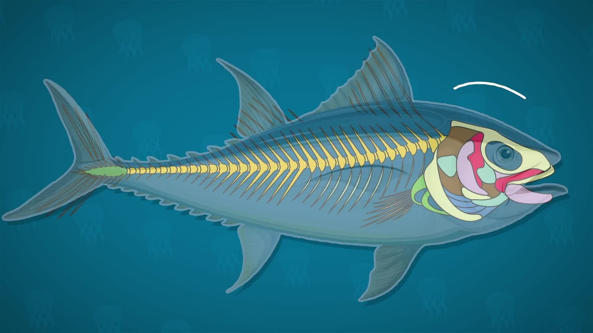 I WONDER - Are Jellyfish Actually Fish?