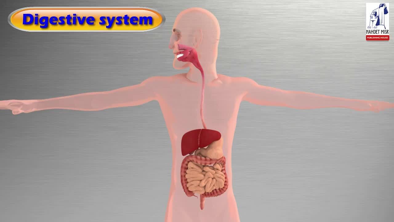 Living Things: Human Body Systems