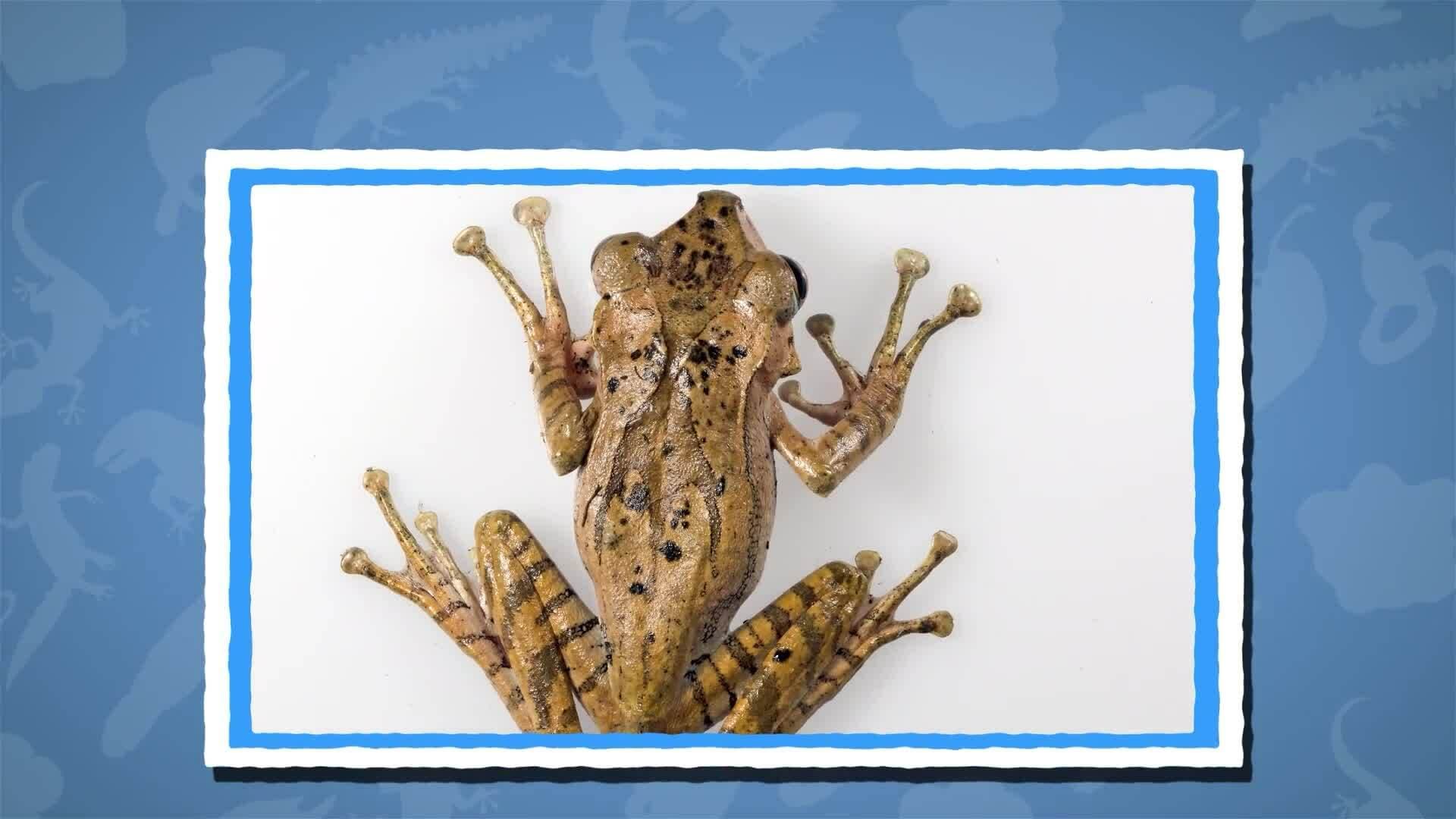 I WONDER - What Is The Smallest Amphibian In The World?