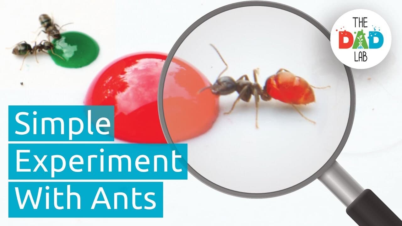 Science Experiment: Changing Ants' Colours