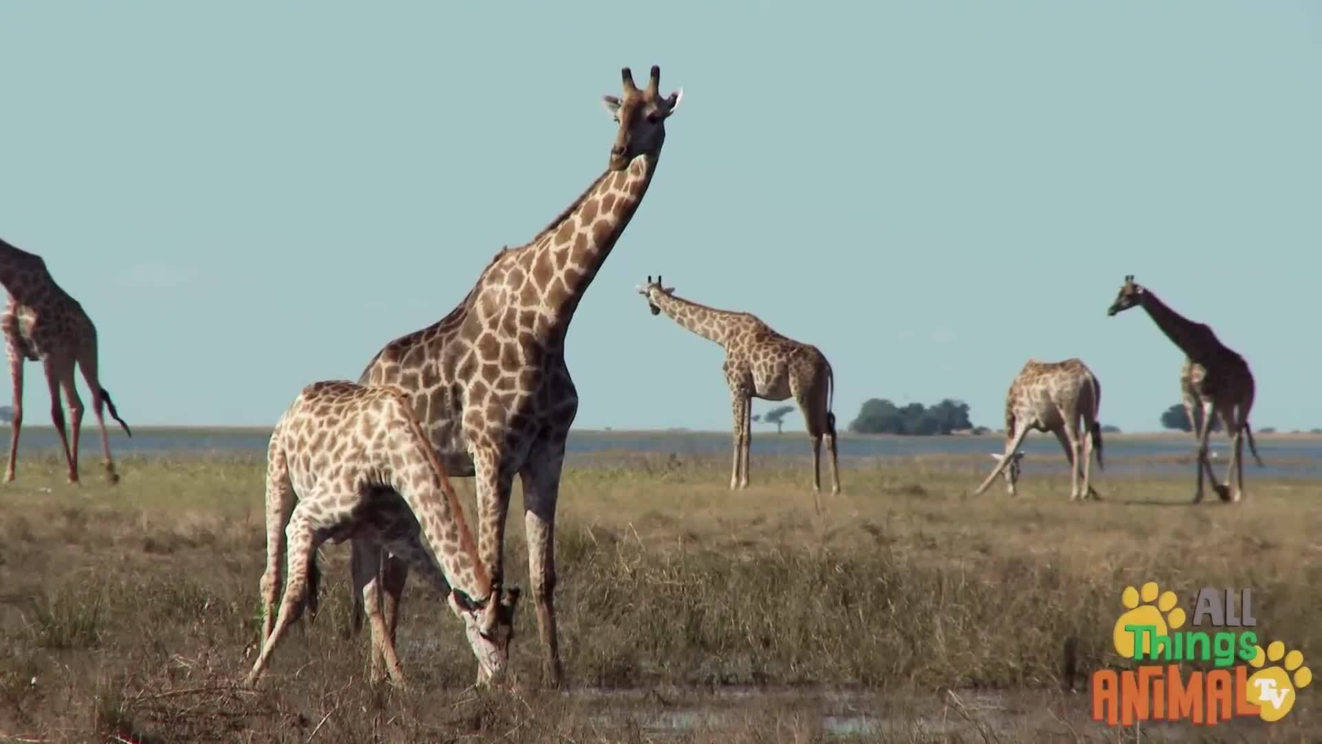 Exploring the Fascinating World of Giraffes