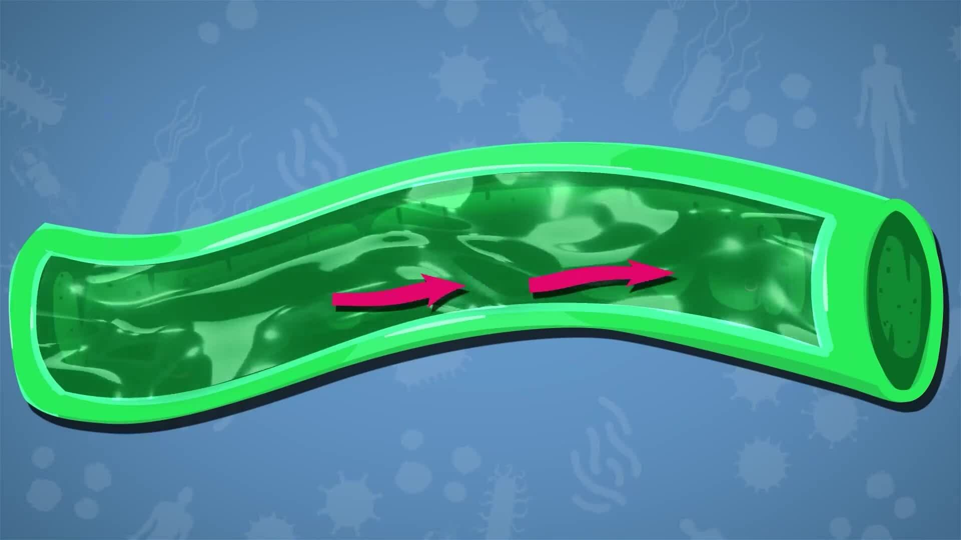 I WONDER - What Is Lymph?