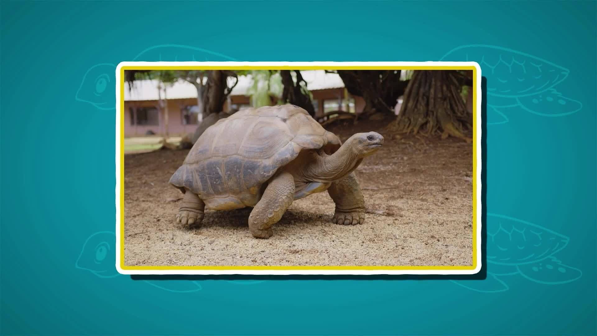 I WONDER - How Old Are Turtles?