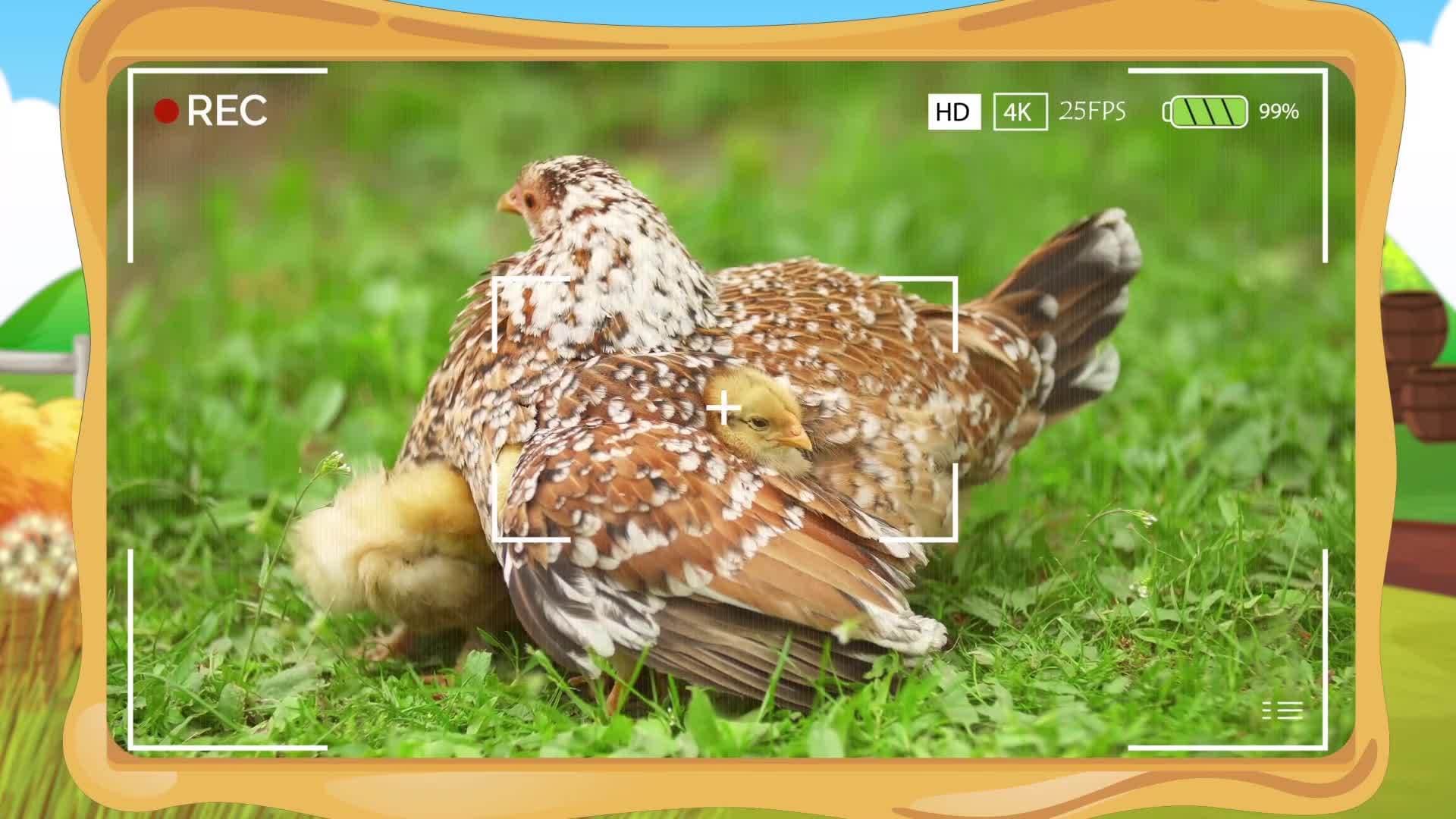 Chicken Facts for Kids