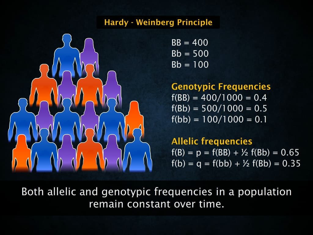 Hardy-Weinberg Principle