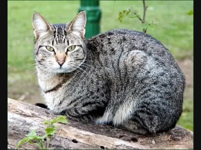 Farm Animal Sounds for Children | Kids Learning Videos