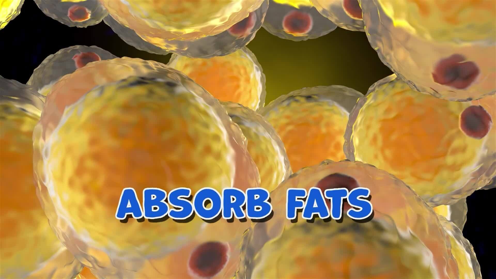 I WONDER - What Job Does The Lymphatic System Do?