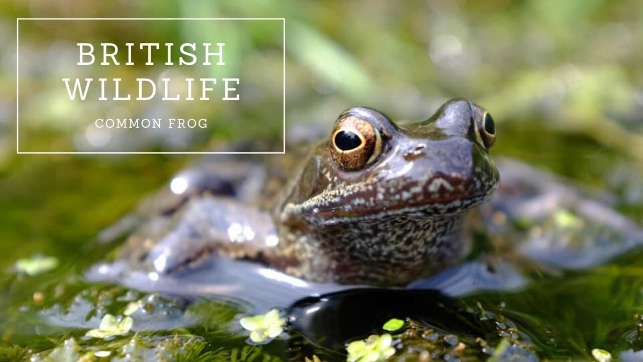 British Wildlife: Common Frog