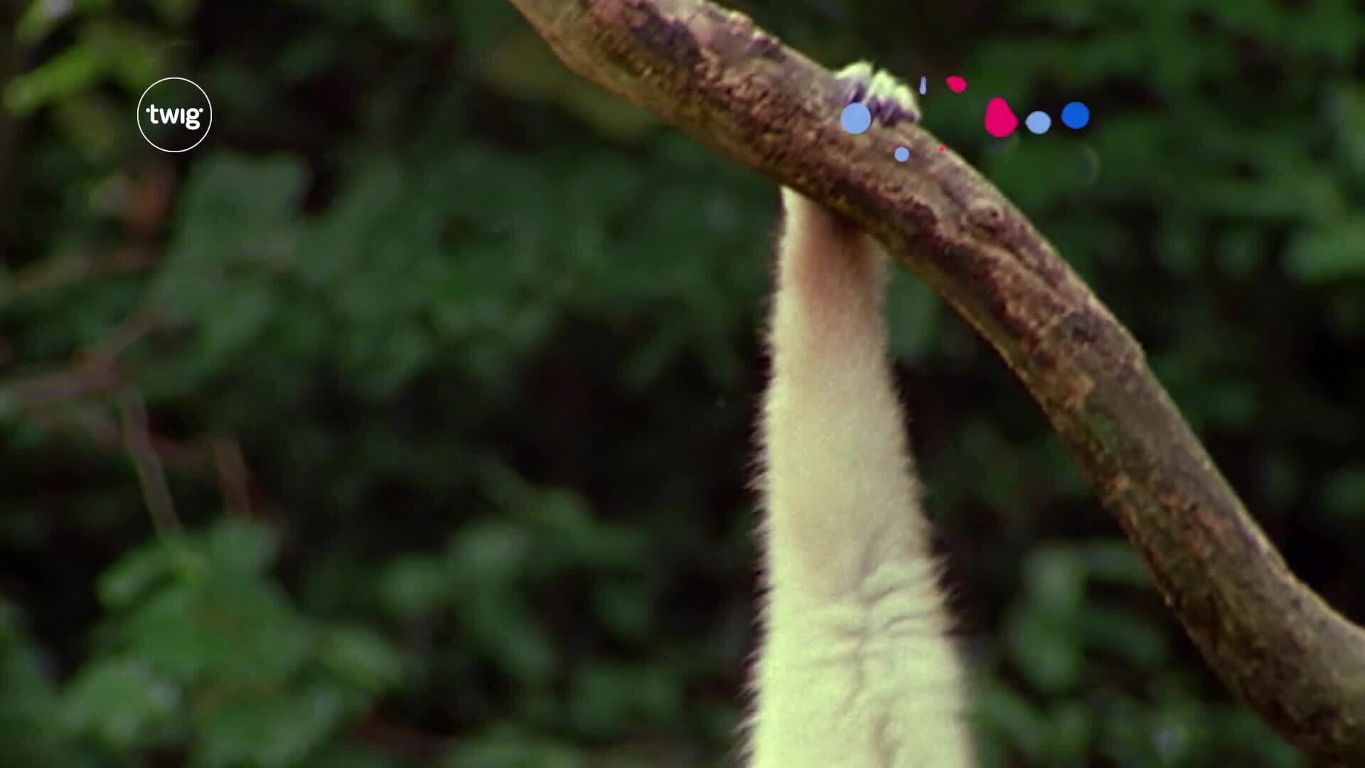 How do animals move?