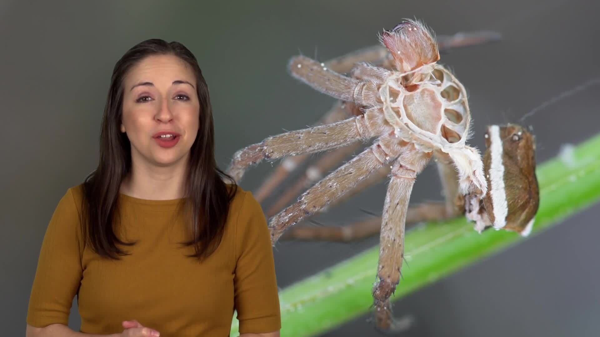 Spider Growth and Survival: From Molting to Majestic Hunters