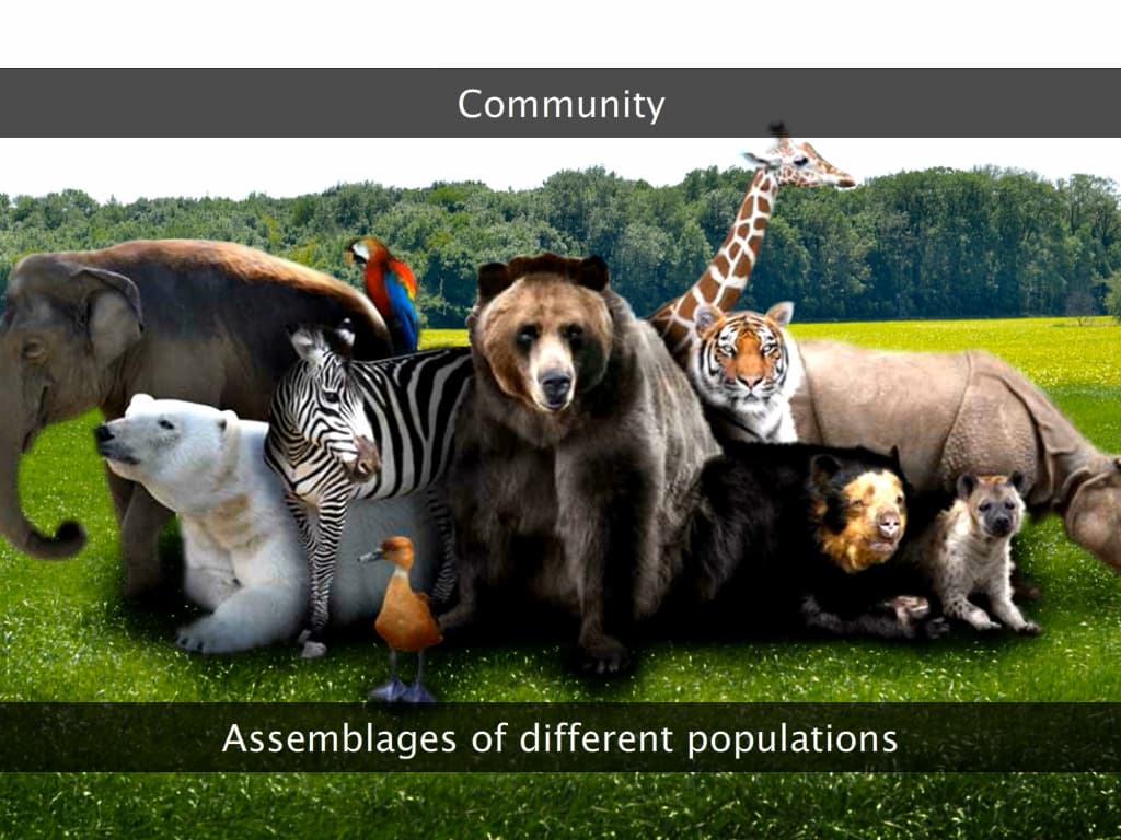 Introduction to Ecology