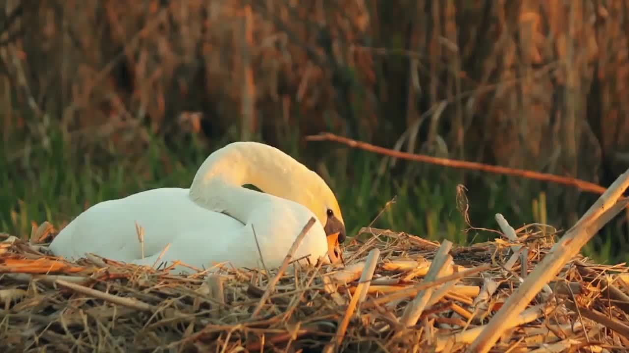 Swans! Swan Facts for Kids