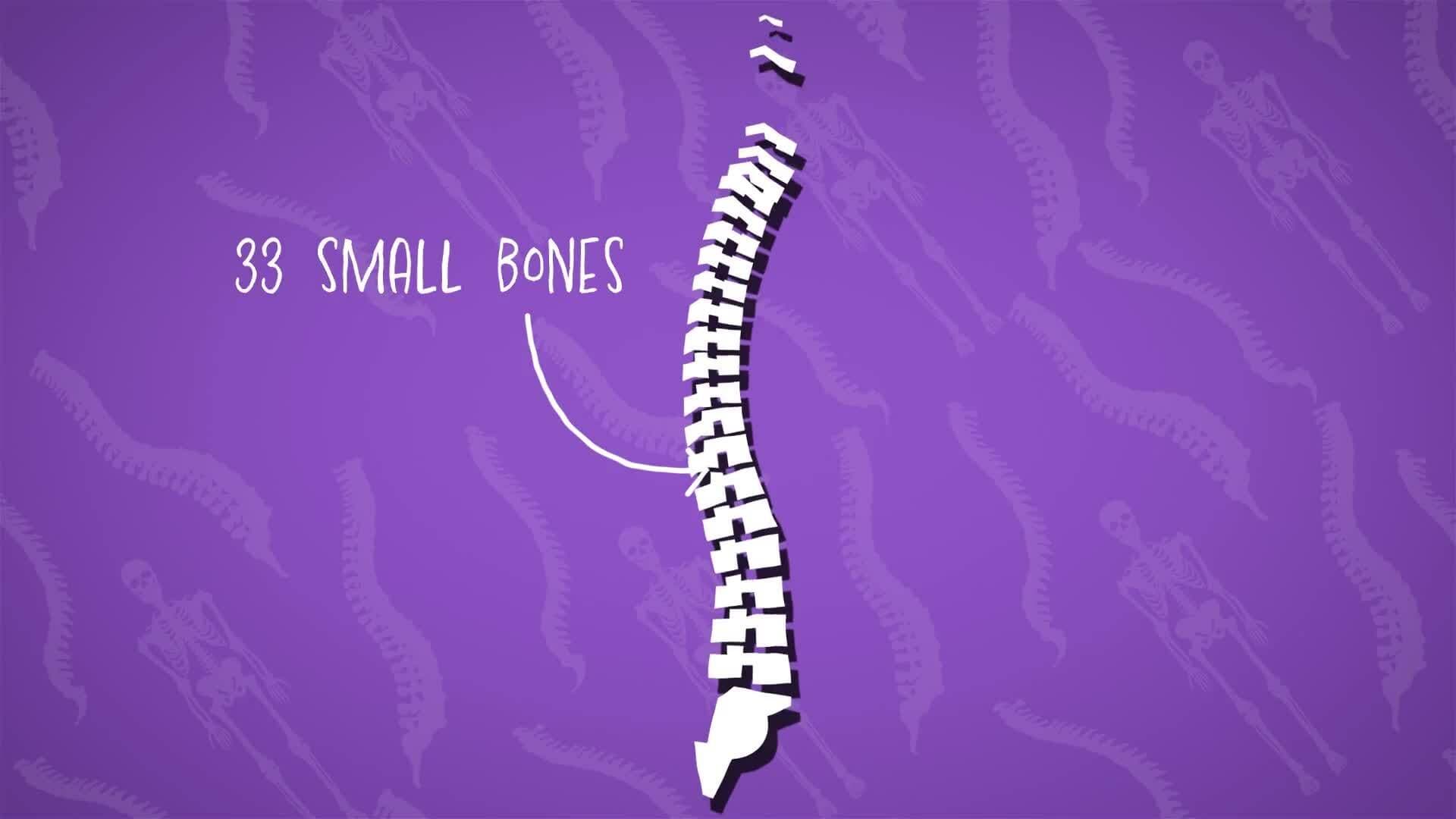 I WONDER - What Are Vertebrae?