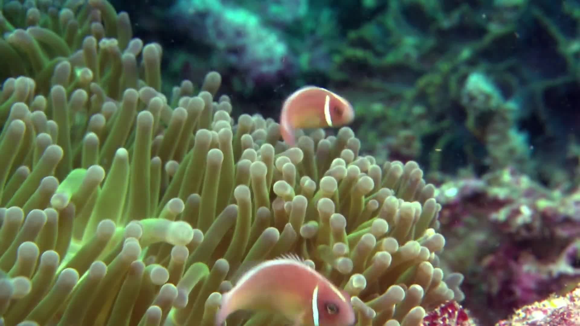 Animal Alphabet: A is for Anenome