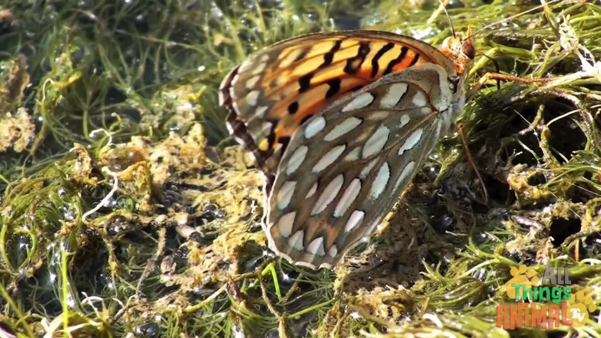 Discovering the Magical World of Butterflies