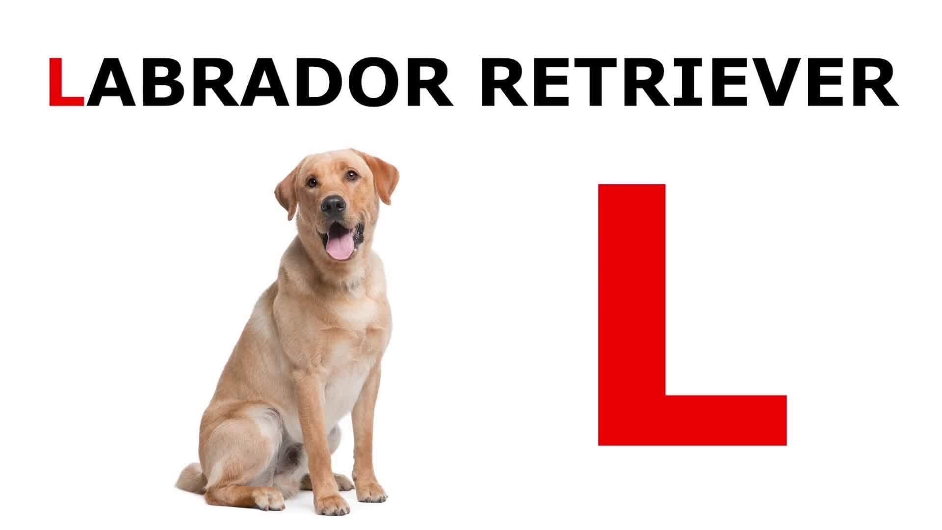 Barking Through the Alphabet: K to O