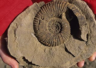 Seashells on a mountain