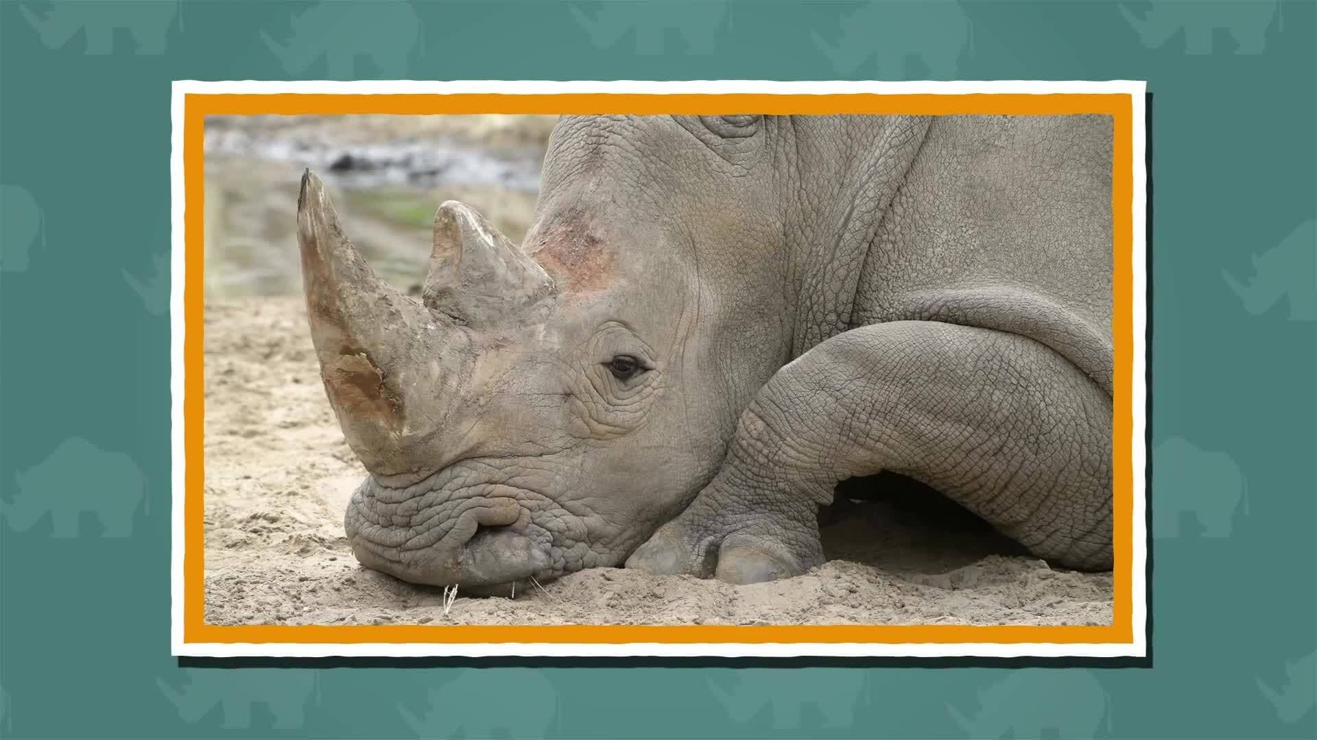 I WONDER - What Is A Rhino Horn Made From?