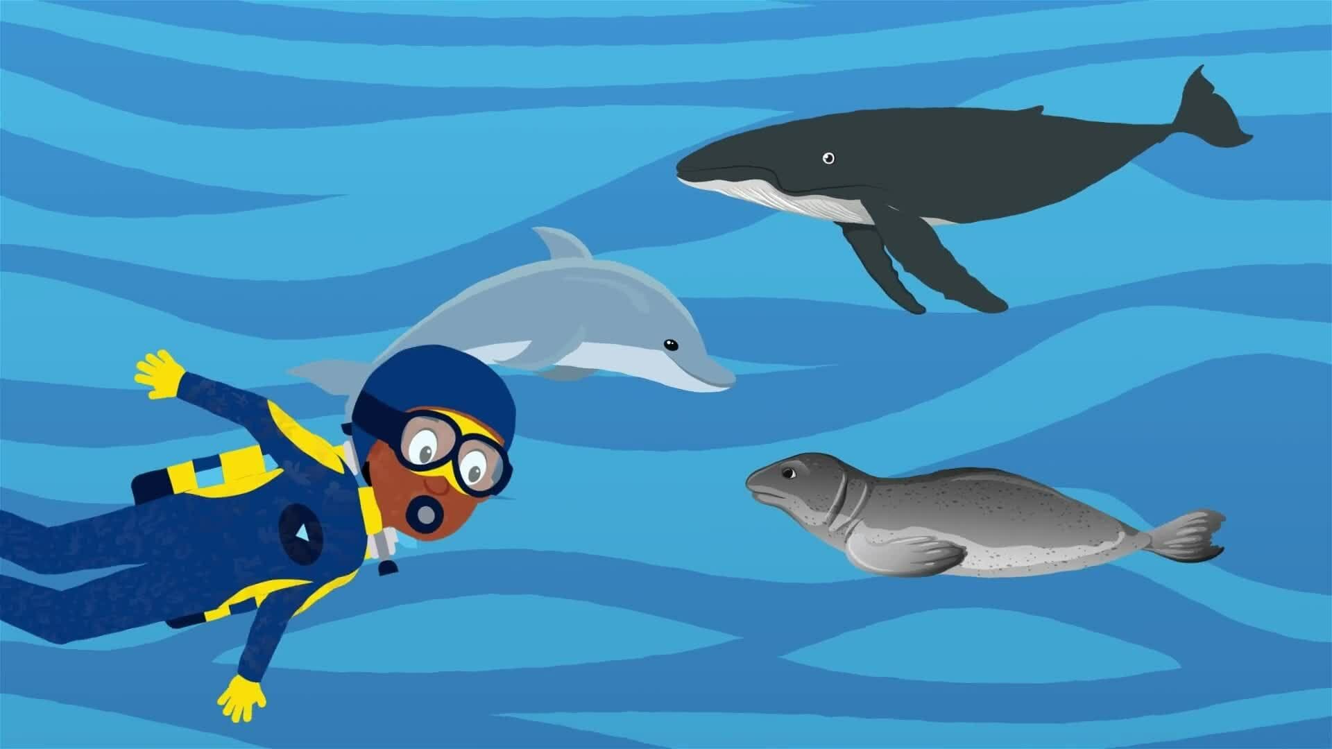 I WONDER - How Are Whales Grouped?