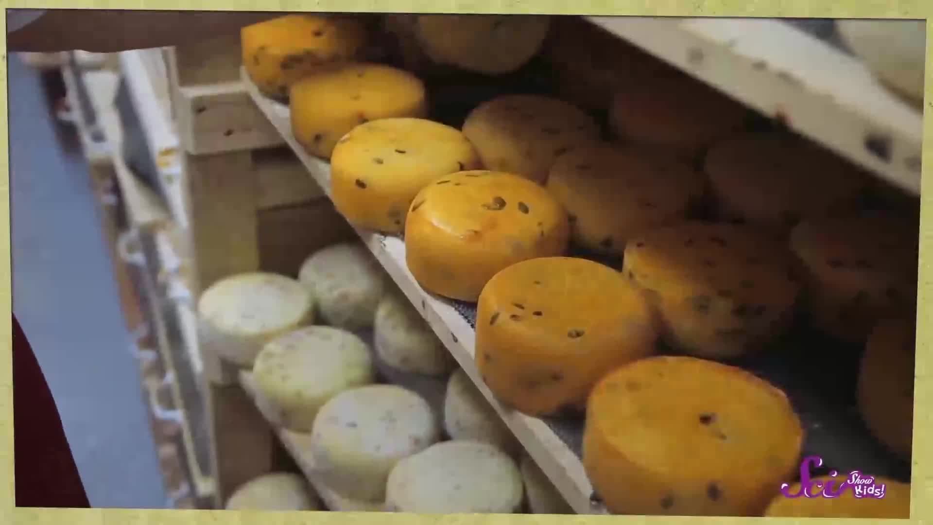 Explore the Fort! | SciShow Kids Compilation