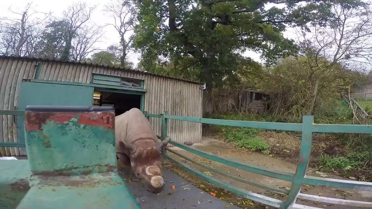 Rhino Keepers for a Day! | Maddie Moate