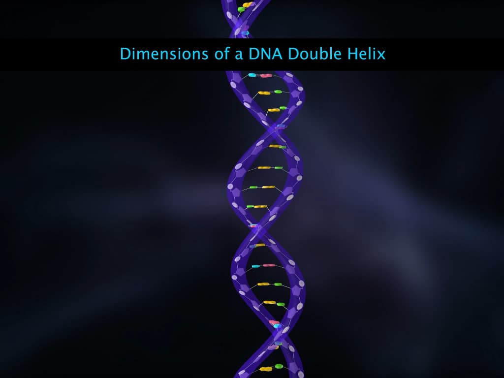 Structure of DNA