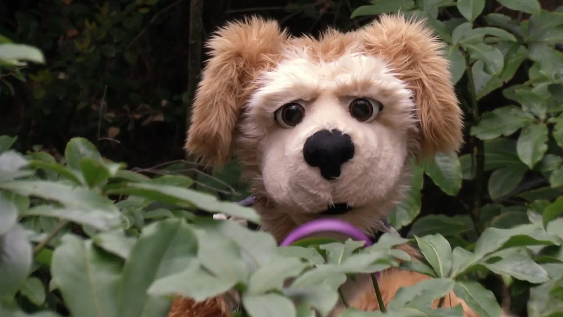 Animal Alphabet: C is for Cricket