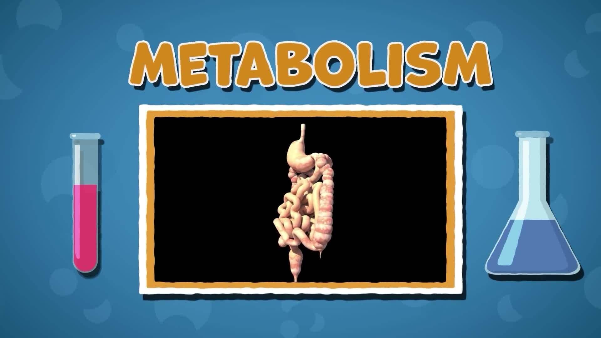 I WONDER - What Is Metabolism?