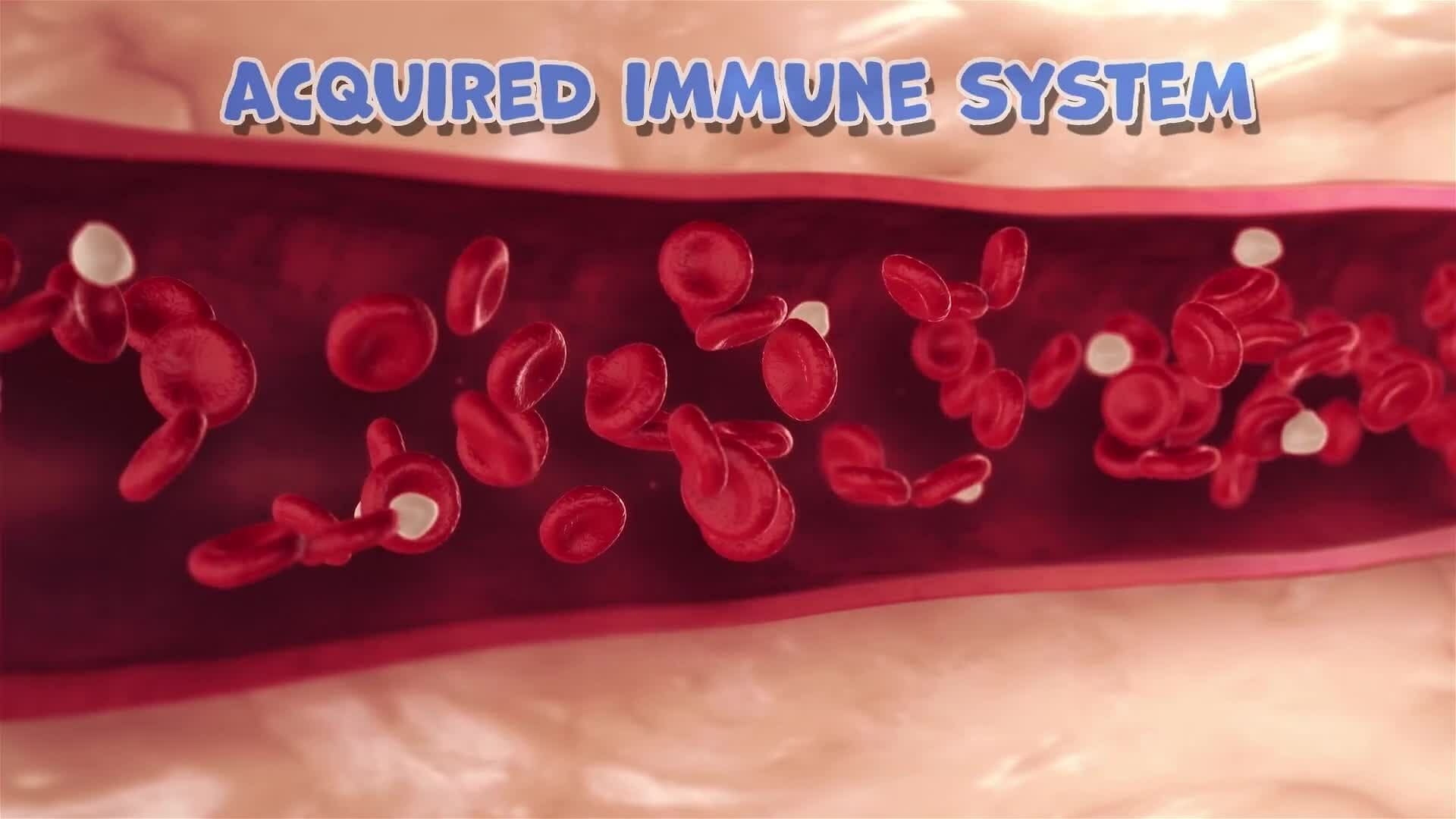 I WONDER - Why Are White Blood Cells So Important?