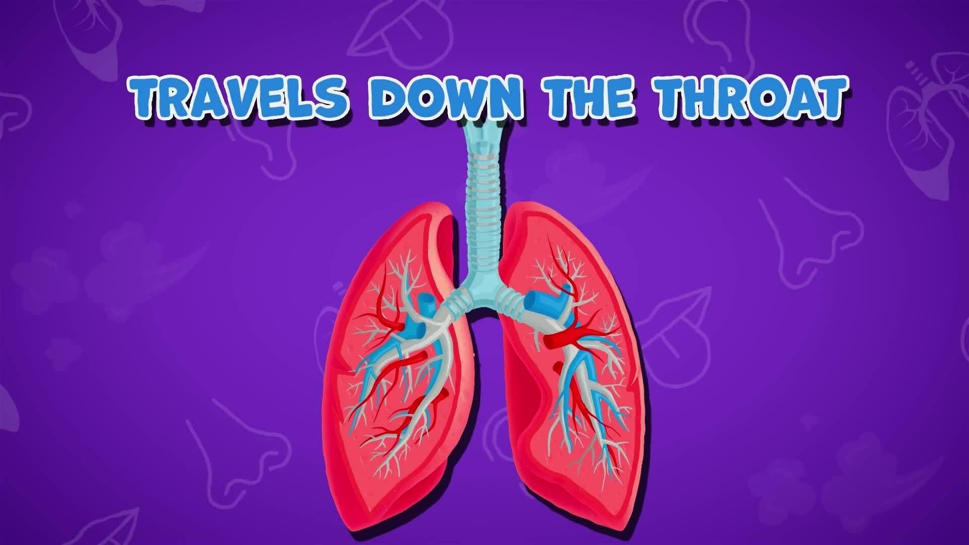 I WONDER - What Is A Bronchiole?