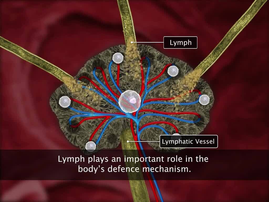 Circulation in Animals