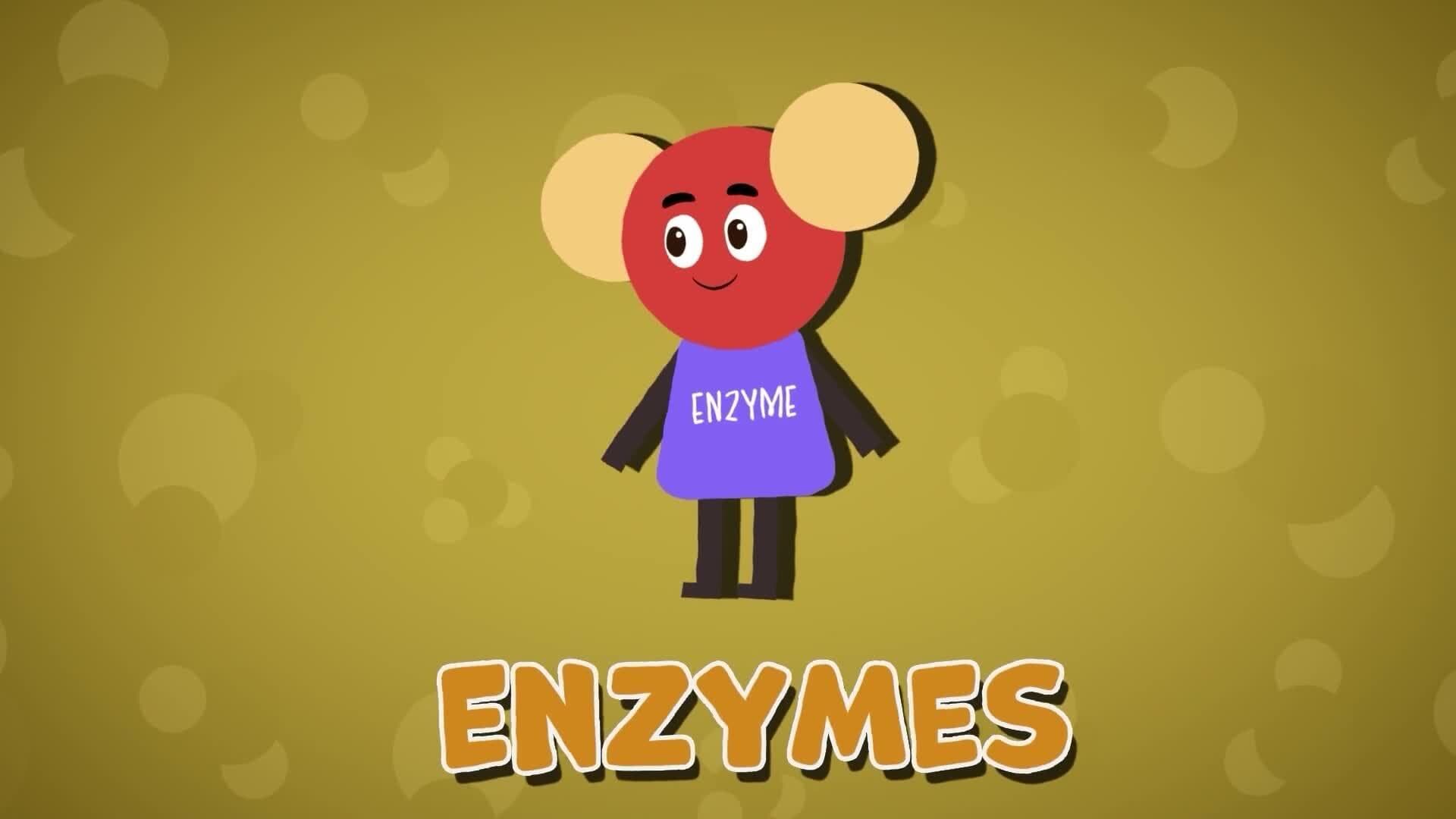 I WONDER - What Is An Enzyme?