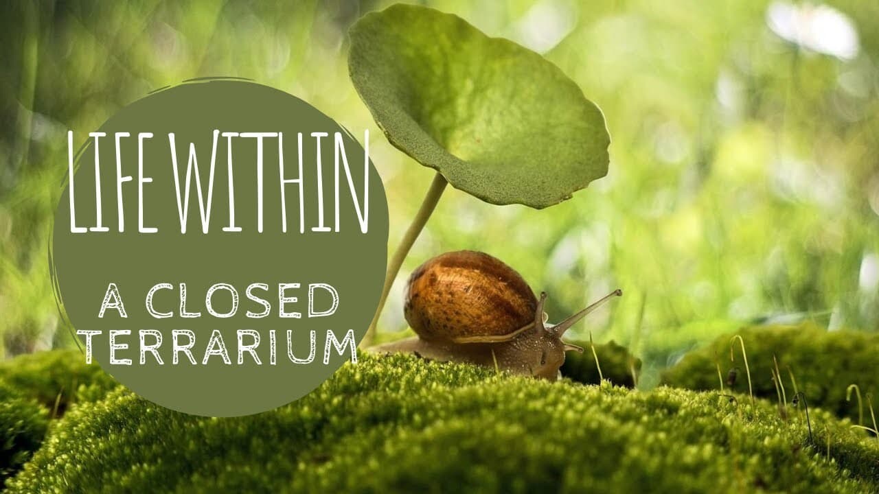 Life in a Closed Terrarium