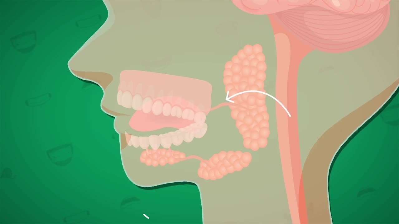 I WONDER - What Is Saliva?