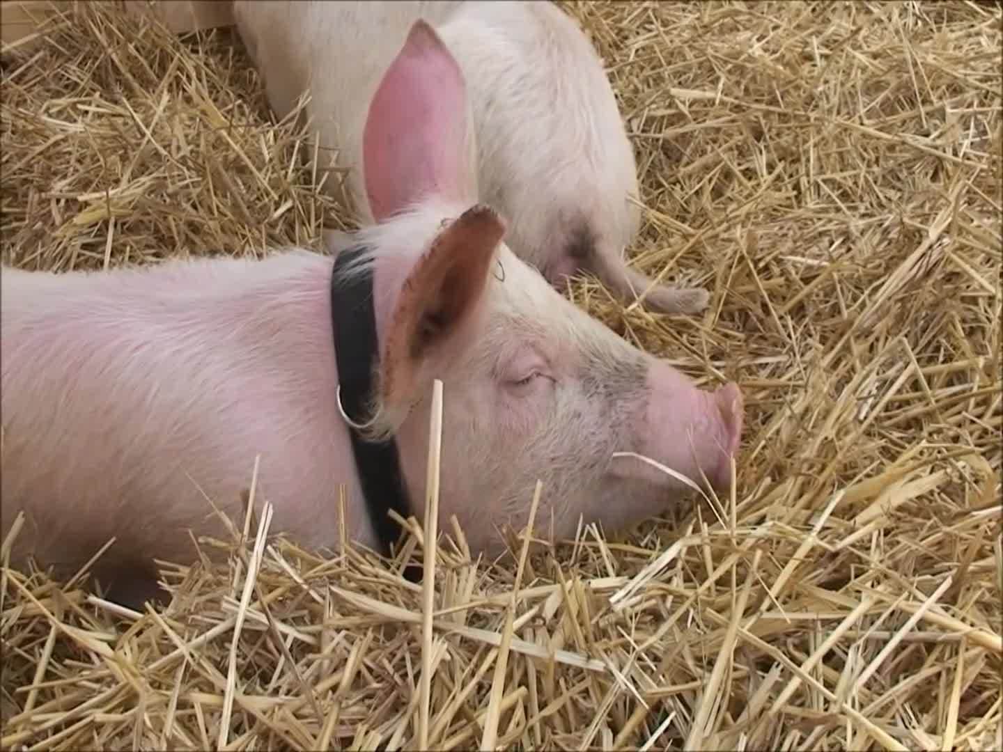 Fun Farm Animal Facts for Children | Kids Learning Videos