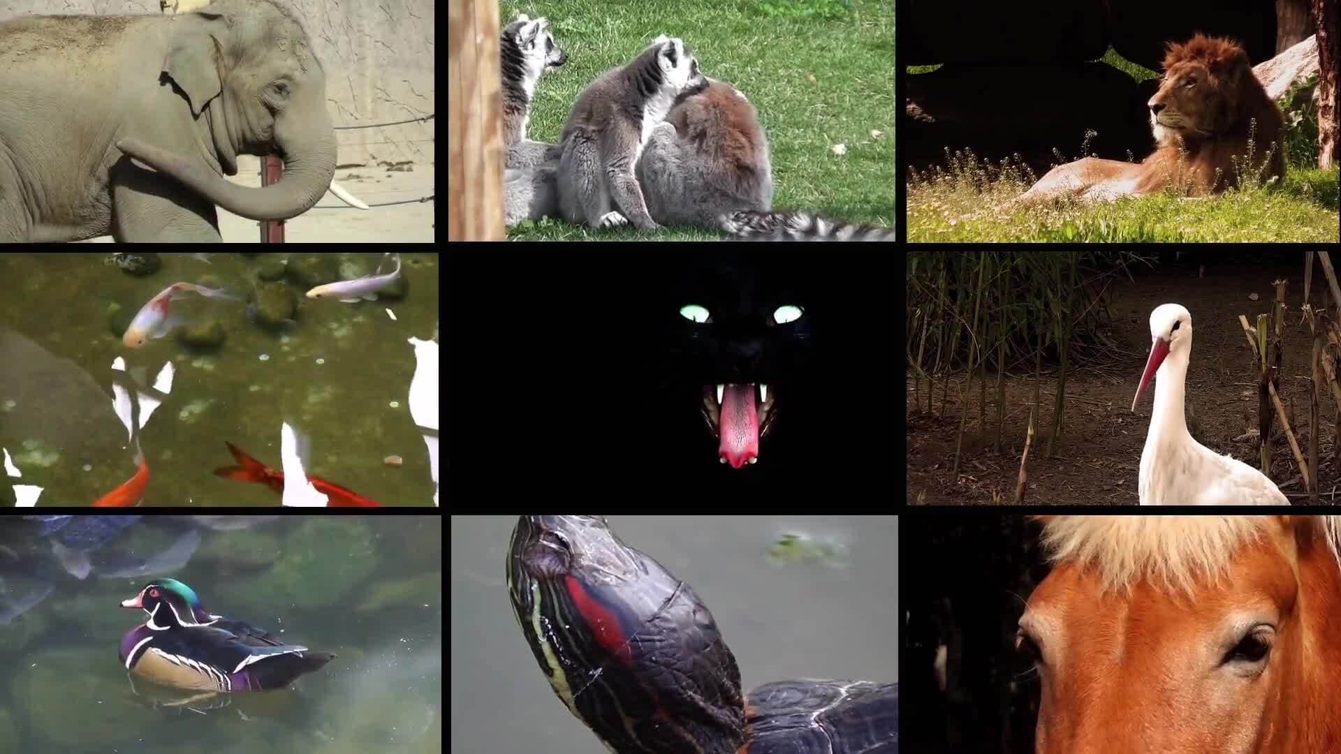 Exploring Nature's Biomes: The Tundra