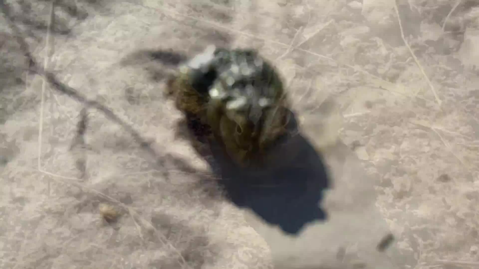 On Safari With Nala - African Bull Frog