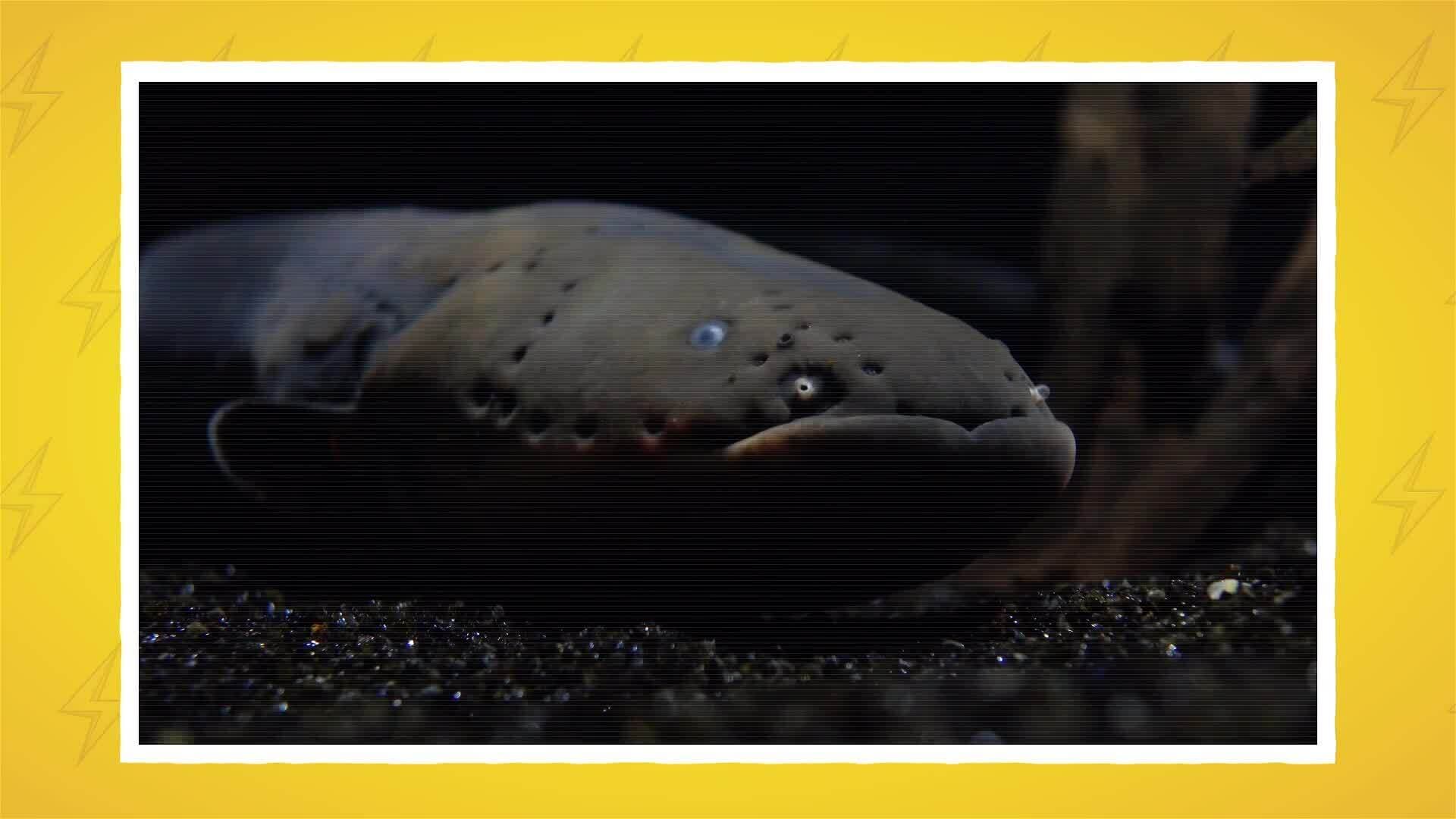 I WONDER - Are Electric Eels The Only Electric Animals?