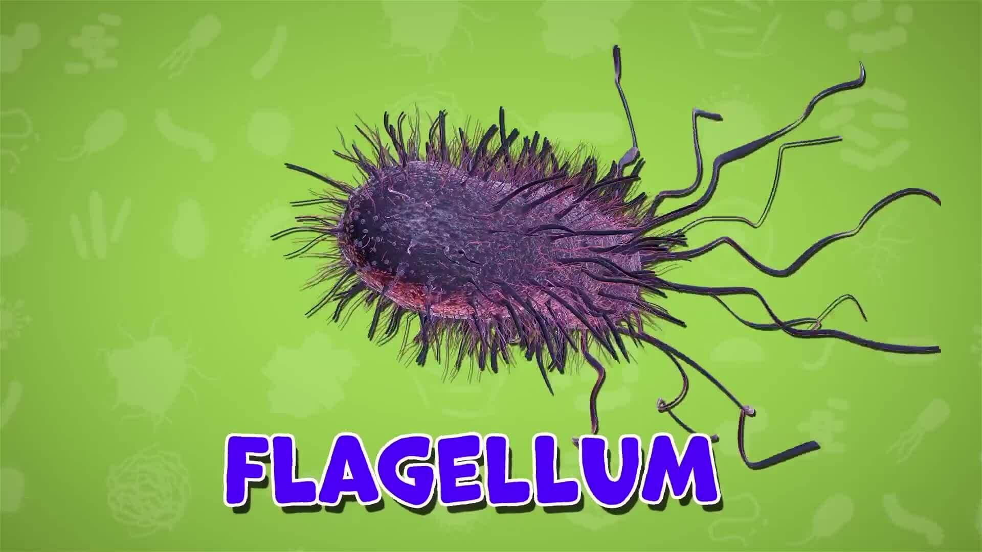 I WONDER - What Does Bacteria Look Like?