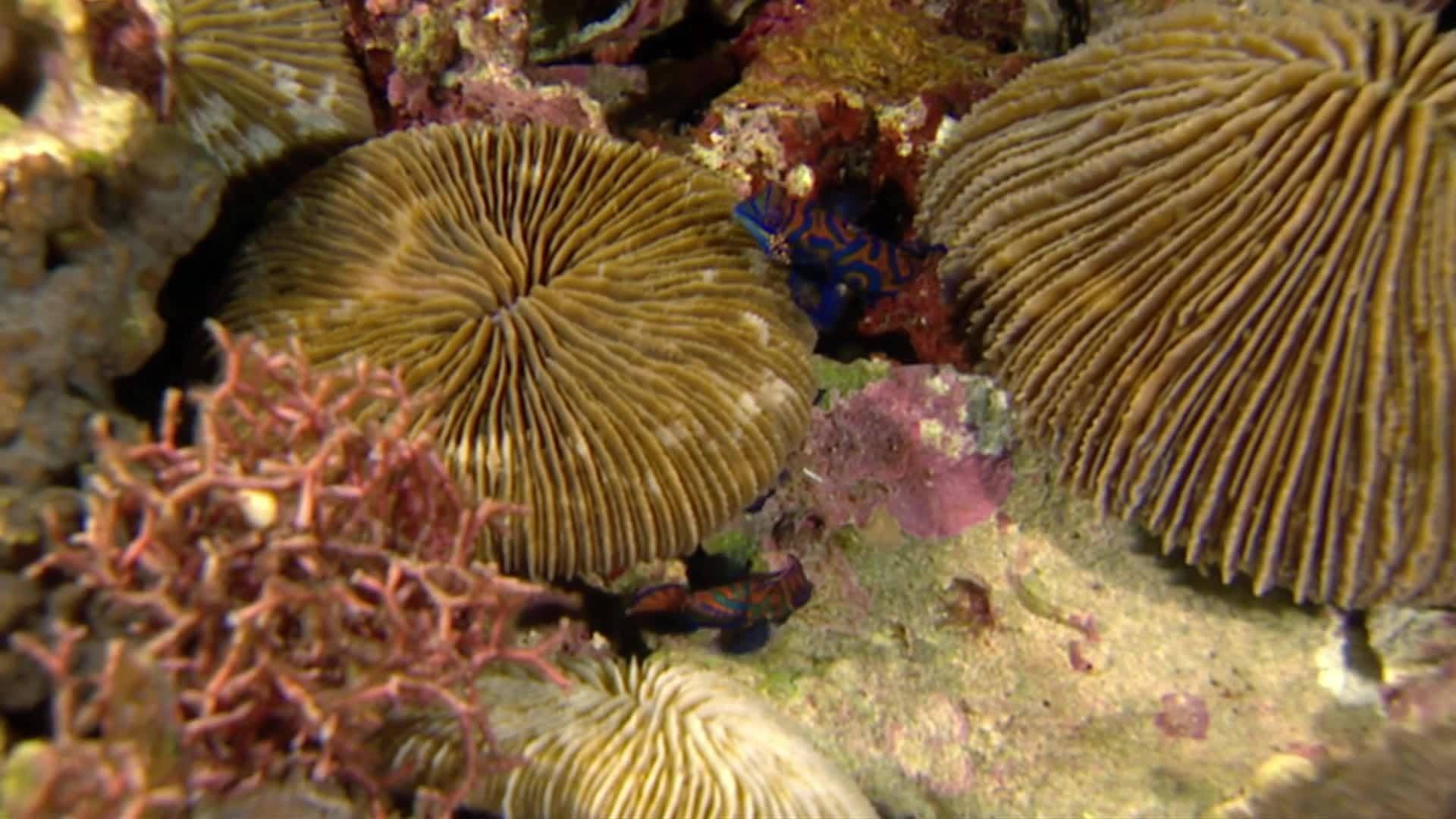 Animal Alphabet: M is for Mandarin Fish