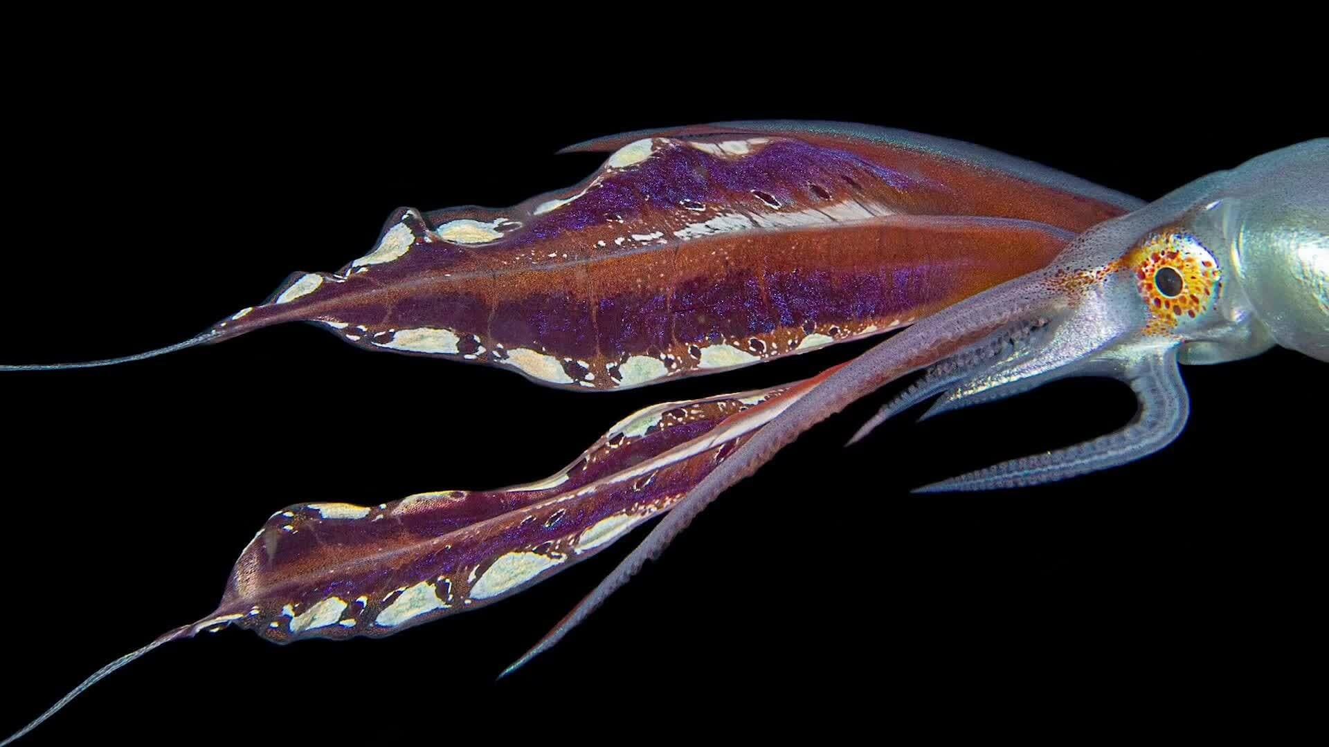 Octopus Species of the World