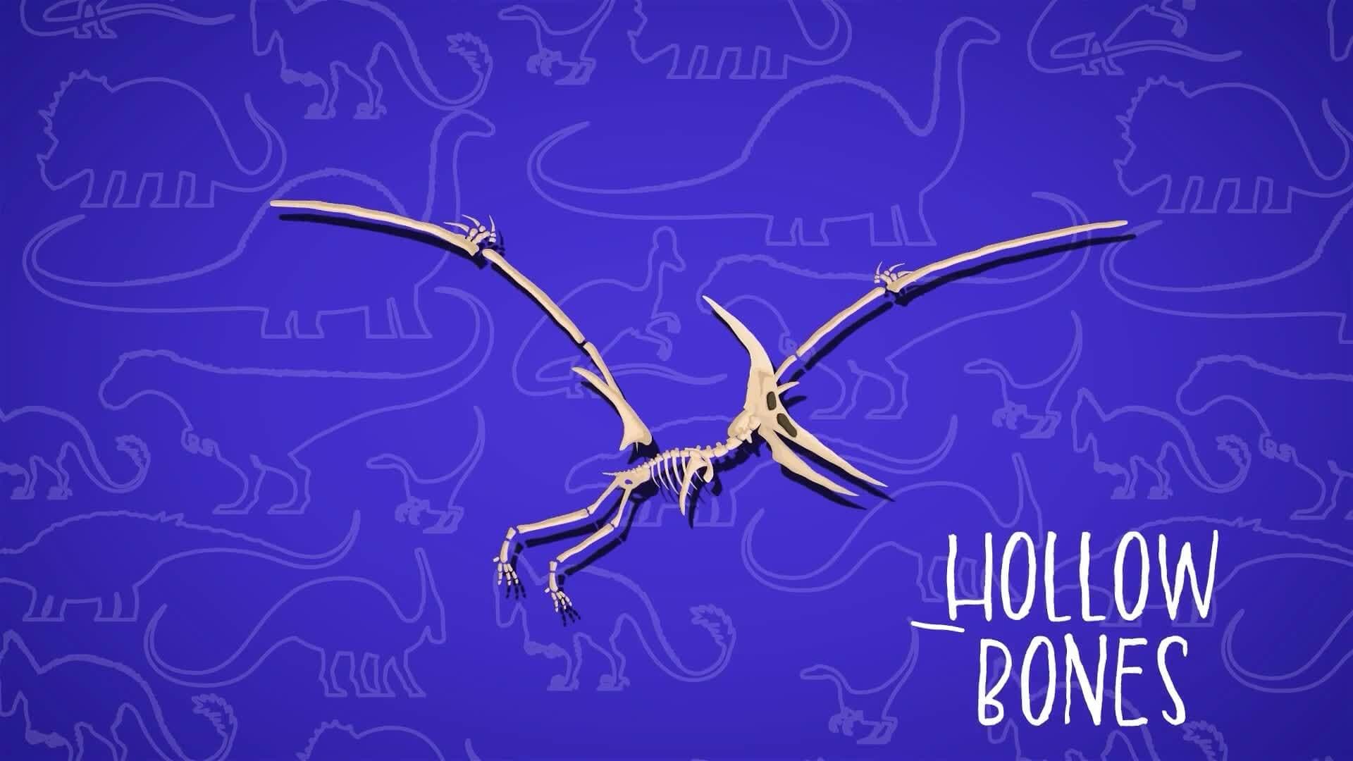 I WONDER - How Heavy Was The Pteranodon?