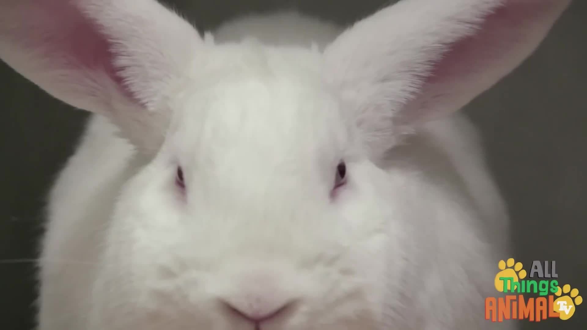 Rabbits: The Cutest Creatures Around