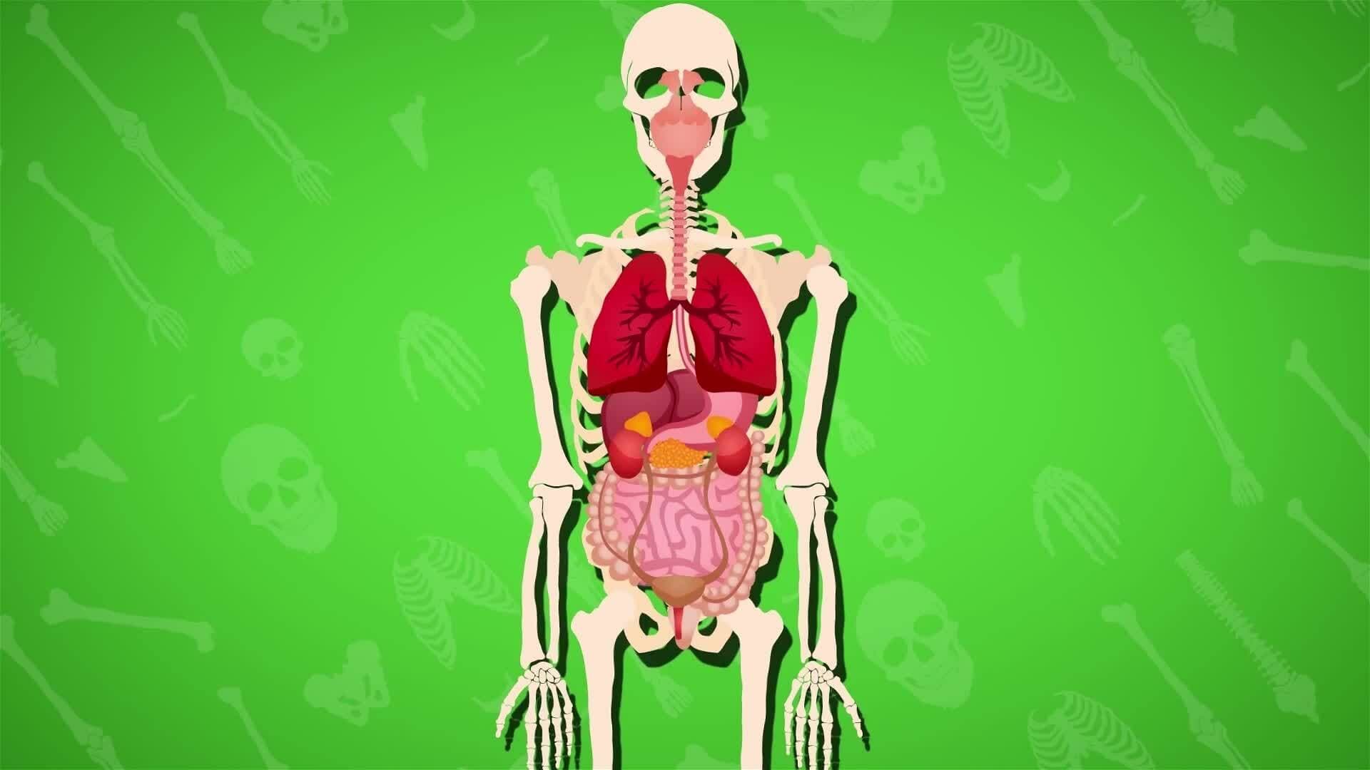 I WONDER - What Job Do The Bones Do?