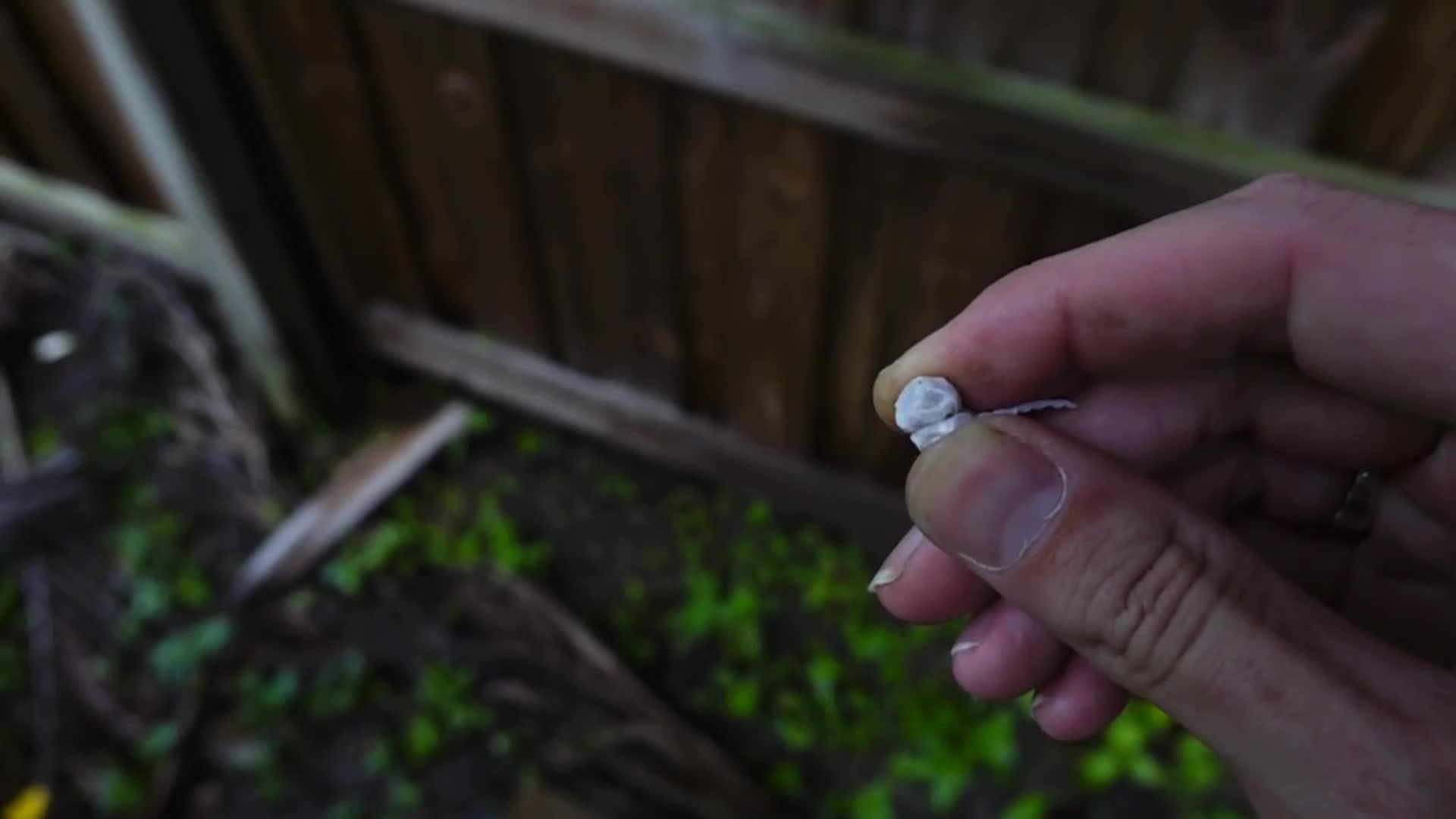 Huge Snapper Vs. Gasoline - Can they cause a fire? - SMS#3