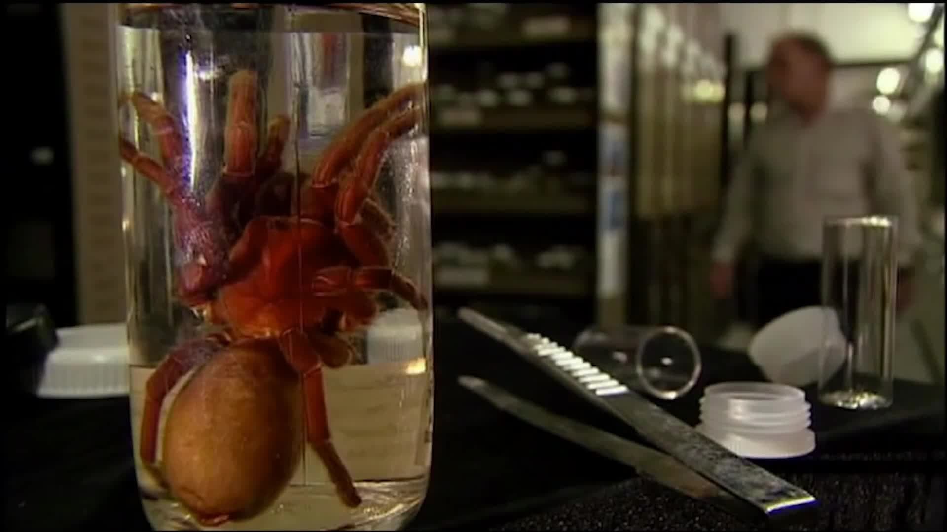 Tarantula World: Determining a Name for a New Tarantula Species